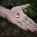 cooperativa de cafe impacto social