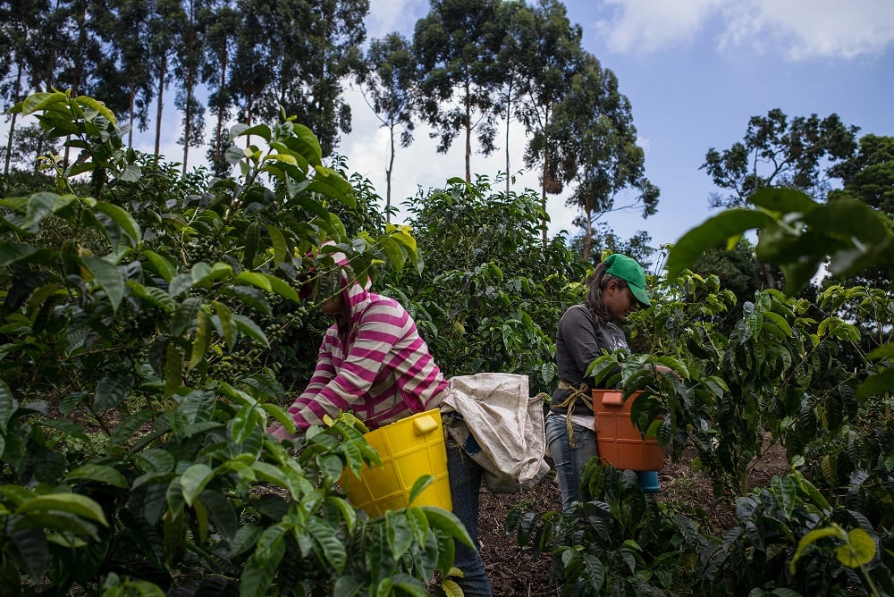 Las mujeres de la familia ayudan en la cosecha de café.