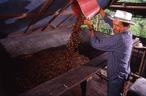 Beneficio del café. Tolva con cerezas de café