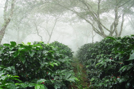 Cultivo del Café Orgánico: 6 cosas que debes conocer