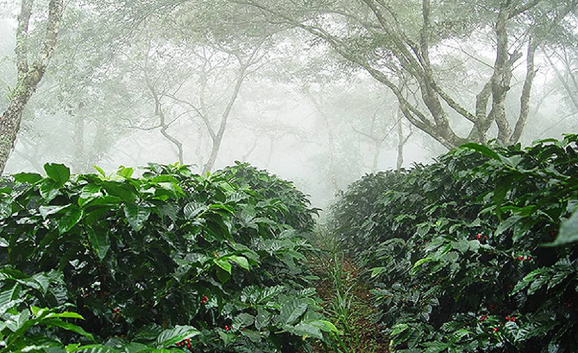 cultivo de café orgánico bajo sombra