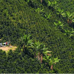 sistemas de cultivo de café