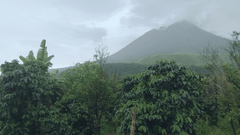 Paisaje cafetero en la isla de Sumatra